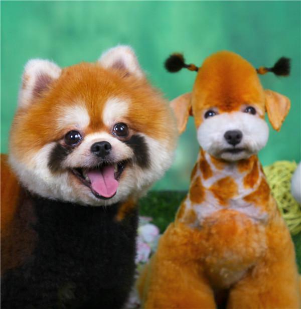 宝仔屋宠物美容